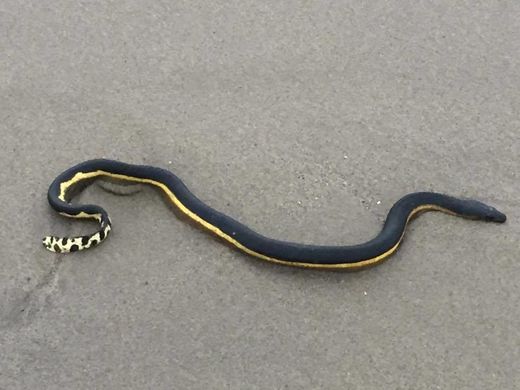 yellow bellied sea snake