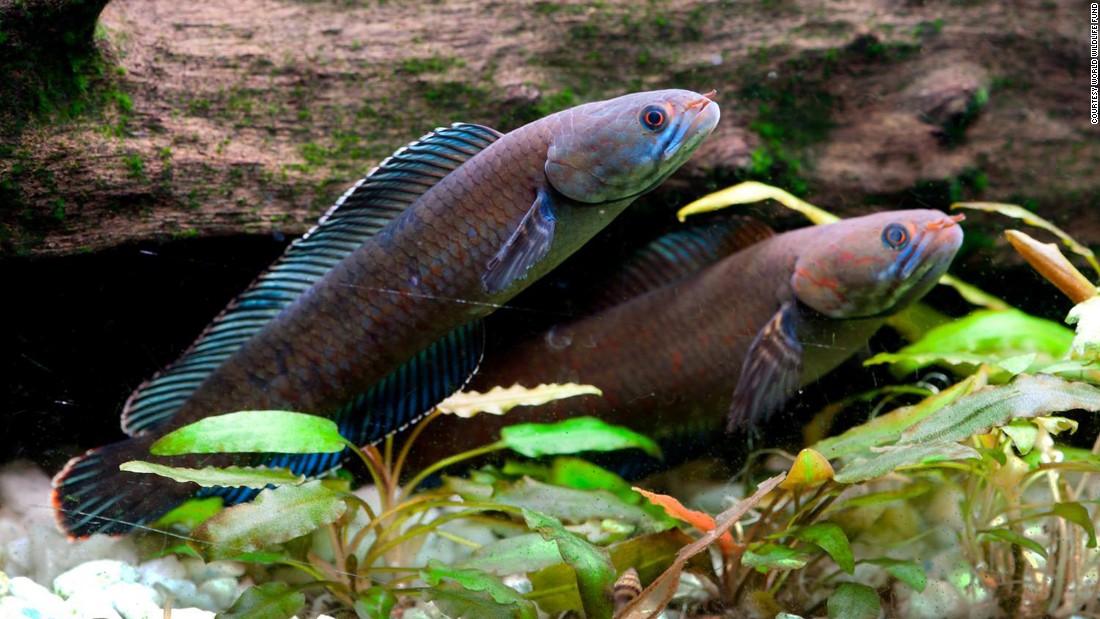 Click to enlarge Walking fish