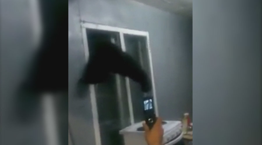 Click to enlarge bear stuck in house