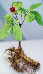 Click to enlarge asian (panax) ginseng