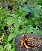 Click to enlarge Siberian Eleuthero plant and root