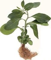 Click to enlarge Ashwagandha plant and root