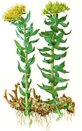 Click to enlarge Rhodiola Rosea plant