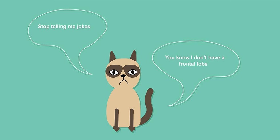 cat humor