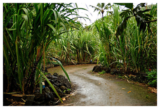 Sugar Cane Fields