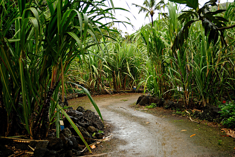 Sugar Cane Fields