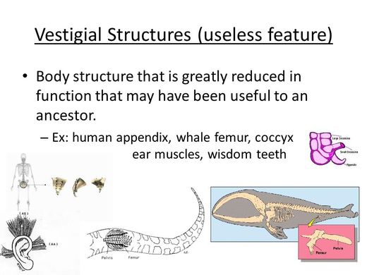 vestigial structures