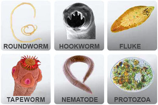 Click to enlarge human digestive parasites