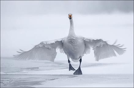 black footed swan
