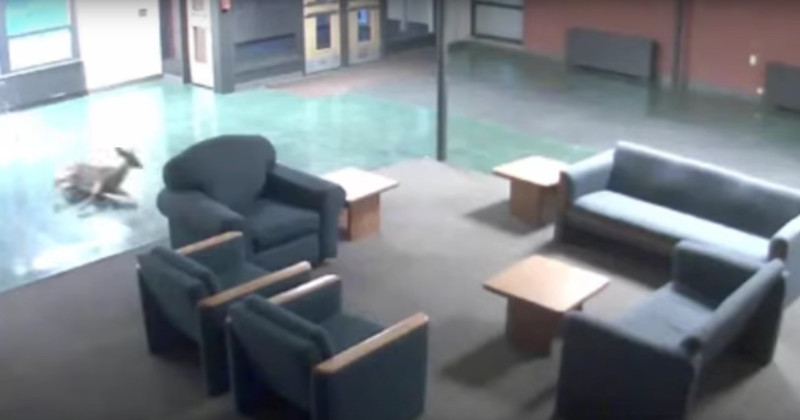 deer crashes through college dorm