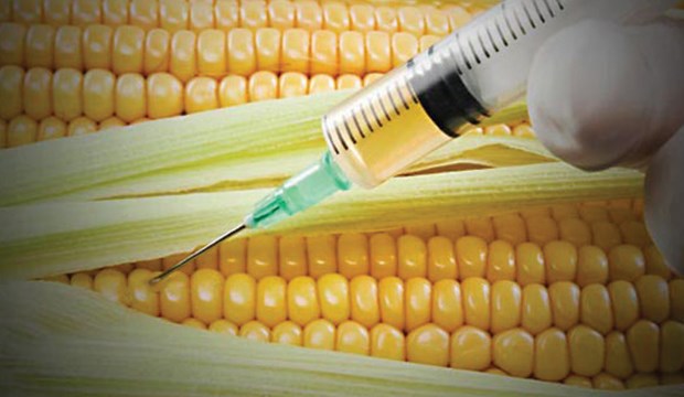 GMO corn