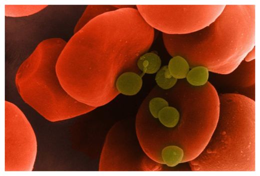 Blood Cells