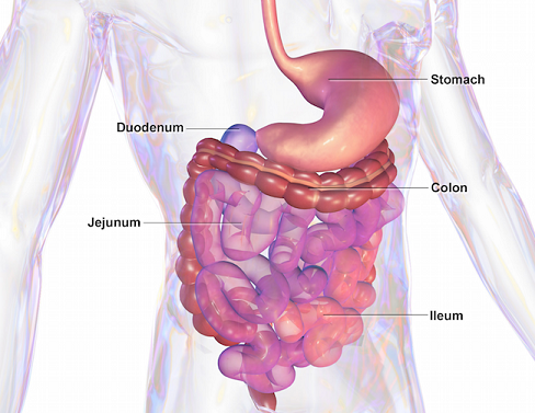 GI tract