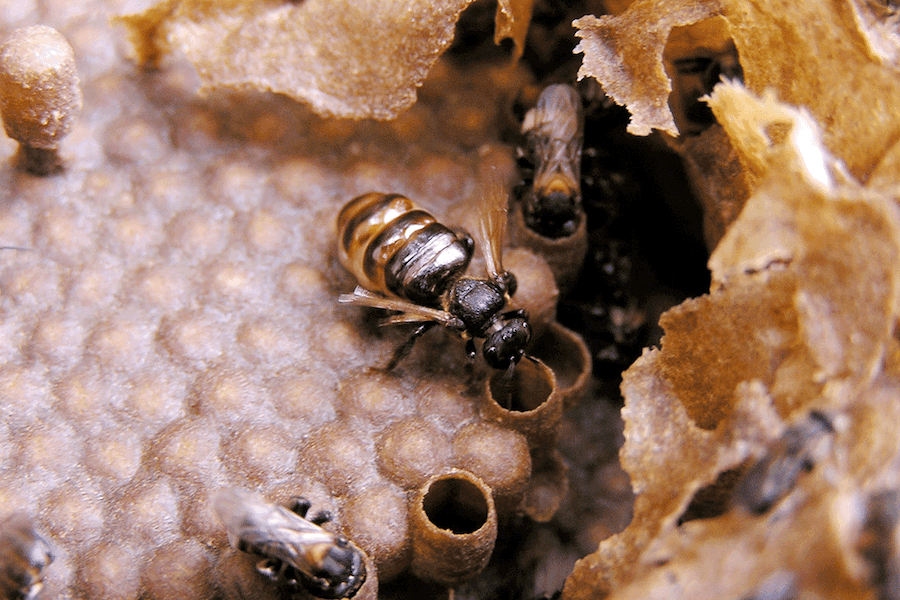 honeybee