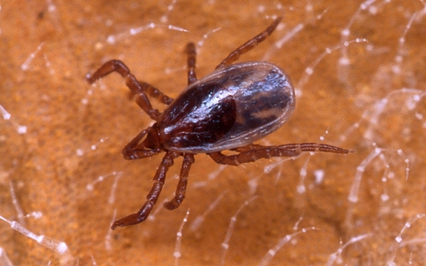 tick