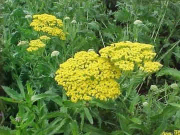 yarrow