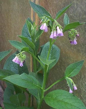 comfrey