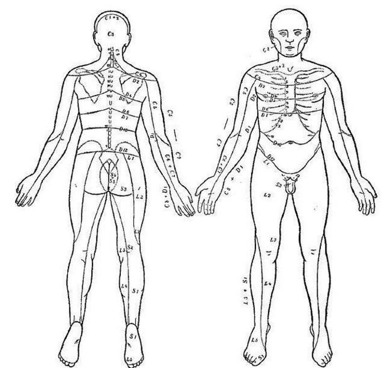 Click to enlarge skin pattern development