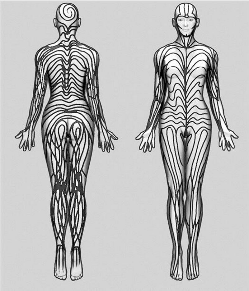 Click to enlarge skin pattern development