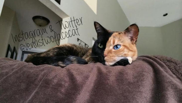 Click to enlarge chimera cat