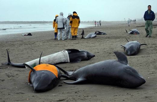 beached whales japan