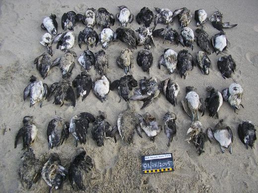 Click to enlarge mass bird deaths