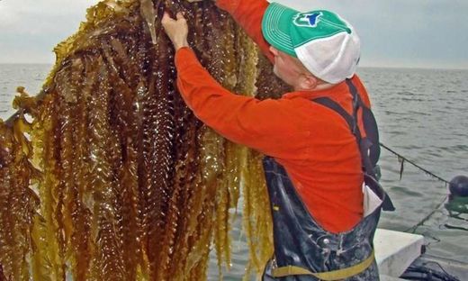 ocean farming, greenwave