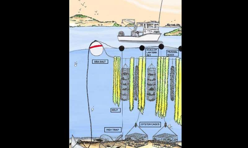 ocean farming, greenwave