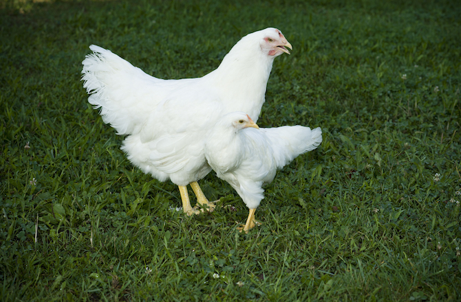 chickens in green grass