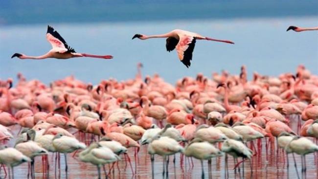 Flamingos