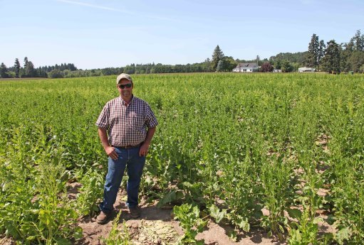Click to enlarge GMO sugar beet