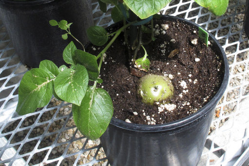 Click to enlarge GMO potato