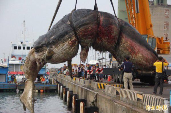 dead whale