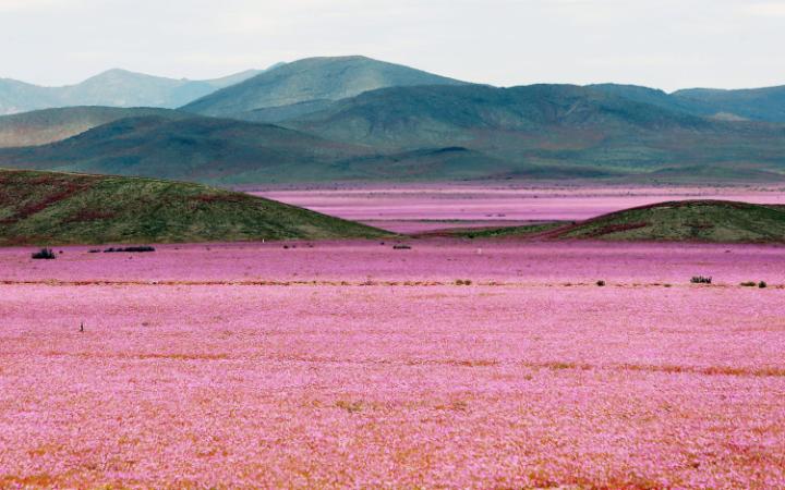 Atacama desert in bloom