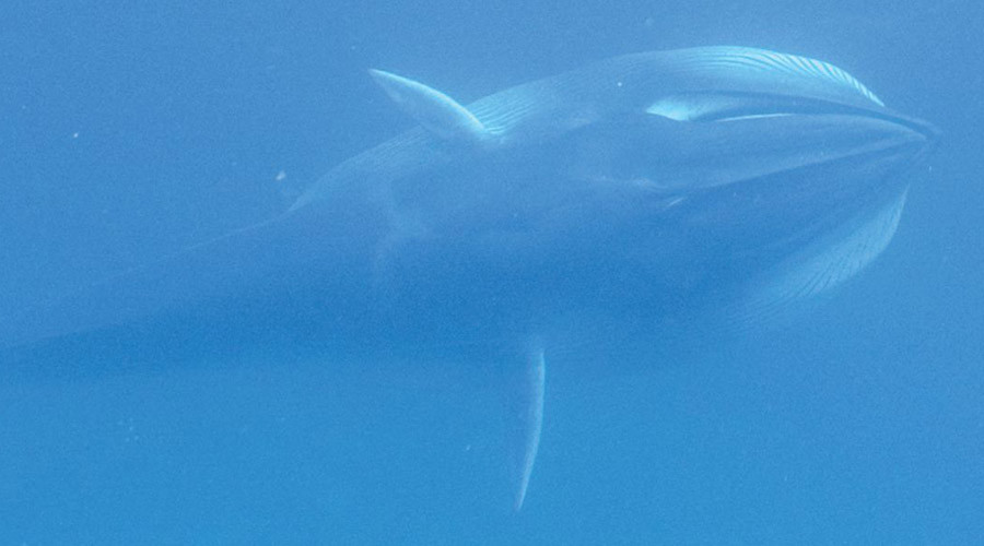 Omura's whale