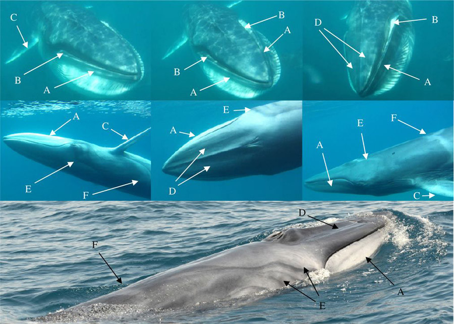 omura's whale details