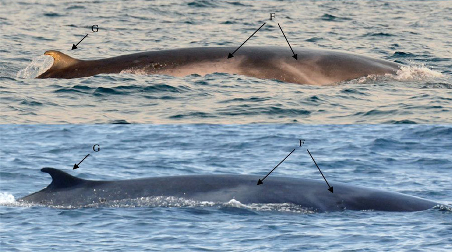 omura's whale details