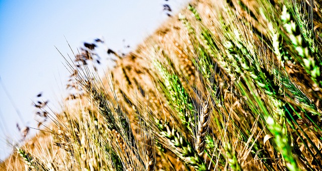 wheat