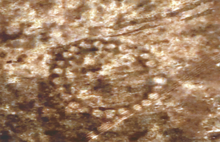 Click to enlarge Kazakhstan Patterns_3