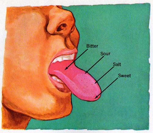 Tongue Chart Taste Buds