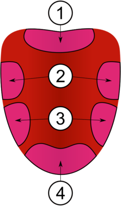 Click to enlarge tongue taste map