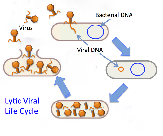 viral life cycle