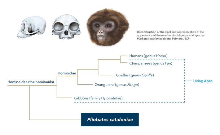 Click to enlarge chart new species