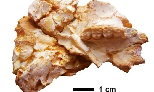Click to enlarge cranial bone