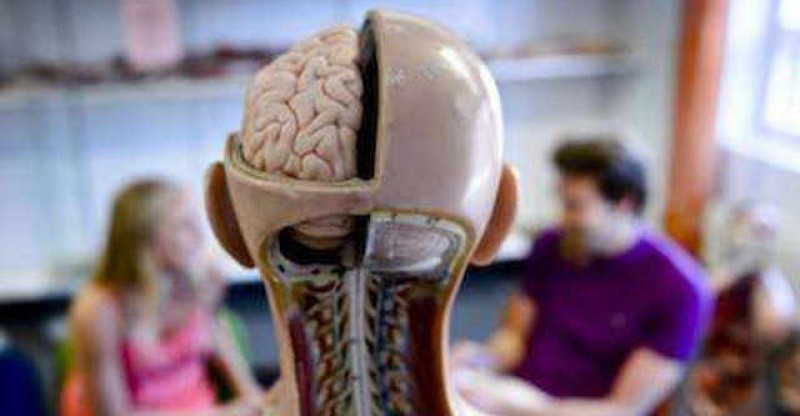 Click to enlarge brain model