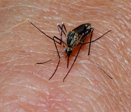 Click to enlarge mosquito bite