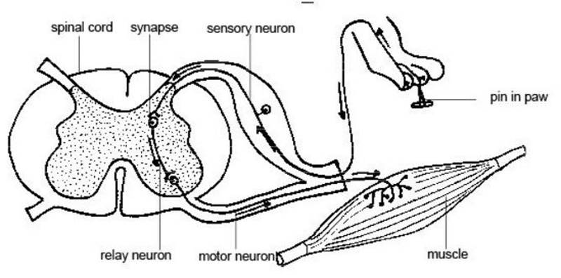 Click to enlarge itch science nervous system