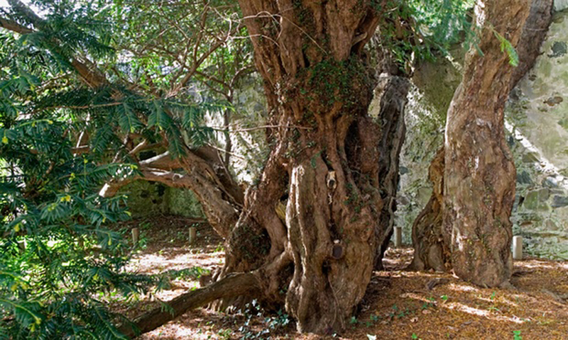 Fortingall Yew