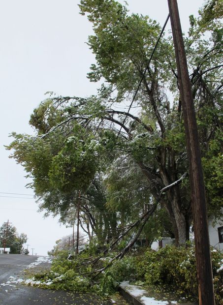 tree limbs down from snowstorm