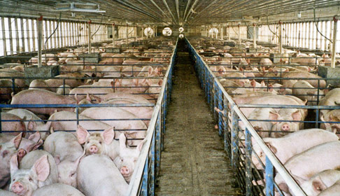 Pig farm
